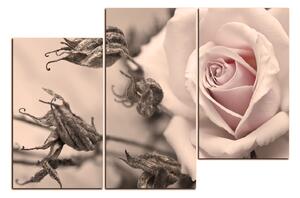 Slika na platnu - Ruža i suhe biljke 1225FD (150x100 cm)