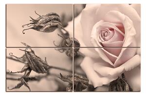 Slika na platnu - Ruža i suhe biljke 1225FE (150x100 cm)