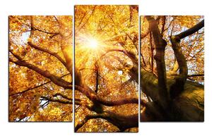 Slika na platnu - Sunce kroz grane drveća 1240C (90x60 cm)