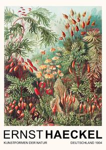 Reprodukcija umjetnosti Muscinae–Laubmoose / Rainforest Plants (Vintage Academia) - Ernst Haeckel, (30 x 40 cm)