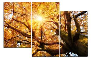 Slika na platnu - Sunce kroz grane drveća 1240D (150x100 cm)
