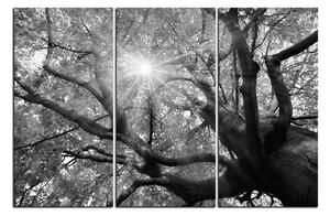 Slika na platnu - Sunce kroz grane drveća 1240QB (90x60 cm )
