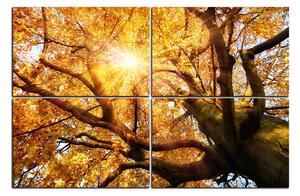 Slika na platnu - Sunce kroz grane drveća 1240E (90x60 cm)