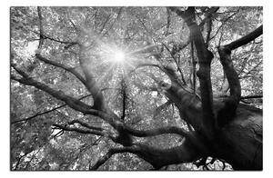 Slika na platnu - Sunce kroz grane drveća 1240QA (60x40 cm)
