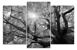 Slika na platnu - Sunce kroz grane drveća 1240QC (120x80 cm)