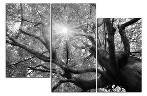 Slika na platnu - Sunce kroz grane drveća 1240QD (90x60 cm)