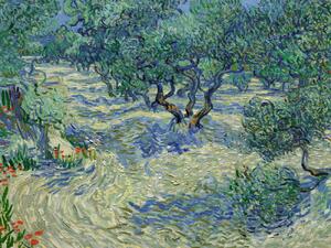 Reprodukcija Olive Orchard - Vincent van Gogh, (40 x 30 cm)