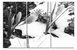 Slika na platnu - Rano proljetno cvijeće 1242QB (120x80 cm)