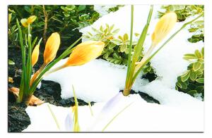 Slika na platnu - Rano proljetno cvijeće 1242A (90x60 cm )