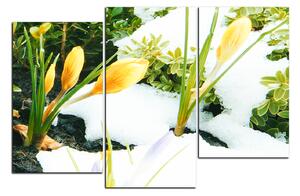 Slika na platnu - Rano proljetno cvijeće 1242D (120x80 cm)