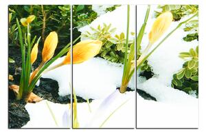 Slika na platnu - Rano proljetno cvijeće 1242B (90x60 cm )