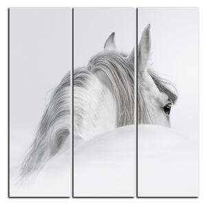Slika na platnu - Andaluzijski konj u magli - kvadrat 3219B (75x75 cm)