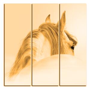 Slika na platnu - Andaluzijski konj u magli - kvadrat 3219FB (75x75 cm)