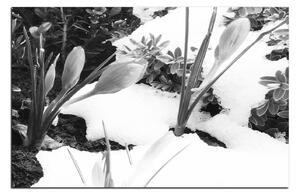 Slika na platnu - Rano proljetno cvijeće 1242QA (90x60 cm )