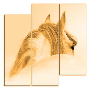 Slika na platnu - Andaluzijski konj u magli - kvadrat 3219FC (75x75 cm)