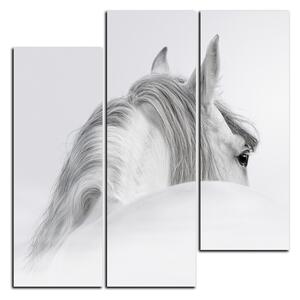Slika na platnu - Andaluzijski konj u magli - kvadrat 3219C (75x75 cm)