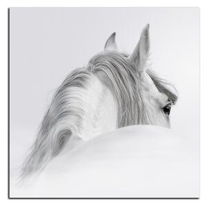 Slika na platnu - Andaluzijski konj u magli - kvadrat 3219A (50x50 cm)