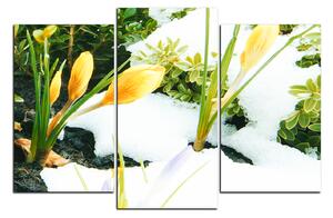 Slika na platnu - Rano proljetno cvijeće 1242C (90x60 cm)