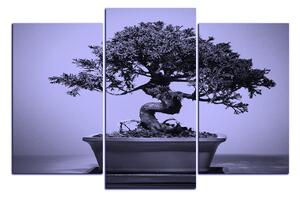 Slika na platnu - Bonsai 1244VC (120x80 cm)