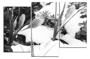 Slika na platnu - Rano proljetno cvijeće 1242QD (90x60 cm)