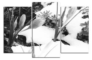 Slika na platnu - Rano proljetno cvijeće 1242QC (90x60 cm)