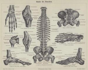 Reprodukcija Ligaments of the human body, German School