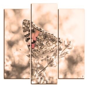 Slika na platnu - Leptir na lavandi - kvadrat 3221FC (75x75 cm)
