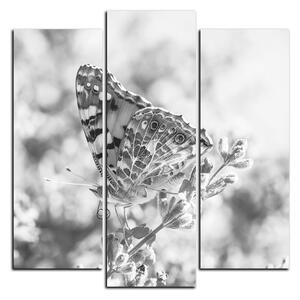 Slika na platnu - Leptir na lavandi - kvadrat 3221QC (75x75 cm)