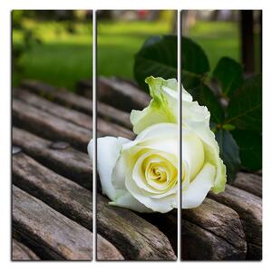 Slika na platnu - Bijela ruža na klupi - kvadrat 3224B (75x75 cm)