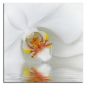 Slika na platnu - Krupni plan bijele orhideje - kvadrat 3223A (50x50 cm)