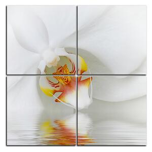 Slika na platnu - Krupni plan bijele orhideje - kvadrat 3223E (60x60 cm)
