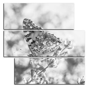 Slika na platnu - Leptir na lavandi - kvadrat 3221QD (75x75 cm)