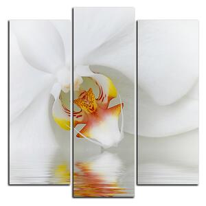 Slika na platnu - Krupni plan bijele orhideje - kvadrat 3223C (75x75 cm)
