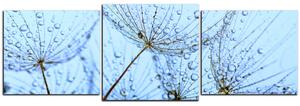 Slika na platnu - Sjemenke maslačka s kapljicama vode - panorama 5202D (150x50 cm)