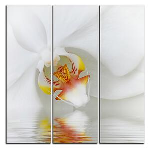 Slika na platnu - Krupni plan bijele orhideje - kvadrat 3223B (75x75 cm)