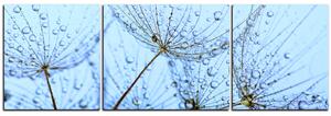 Slika na platnu - Sjemenke maslačka s kapljicama vode - panorama 5202C (150x50 cm)