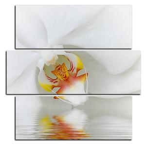 Slika na platnu - Krupni plan bijele orhideje - kvadrat 3223D (75x75 cm)