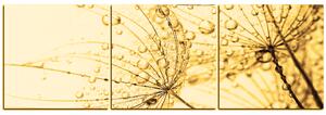 Slika na platnu - Maslačak s vodenim kapima - panorama 5203FB (90x30 cm)