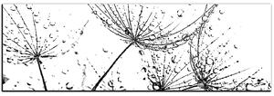 Slika na platnu - Sjemenke maslačka s kapljicama vode - panorama 5202QA (105x35 cm)
