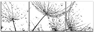 Slika na platnu - Sjemenke maslačka s kapljicama vode - panorama 5202QC (150x50 cm)