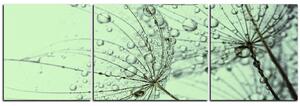 Slika na platnu - Maslačak s vodenim kapima - panorama 5203C (150x50 cm)