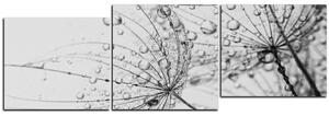 Slika na platnu - Maslačak s vodenim kapima - panorama 5203QE (150x50 cm)
