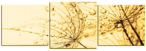 Slika na platnu - Maslačak s vodenim kapima - panorama 5203FD (150x50 cm)