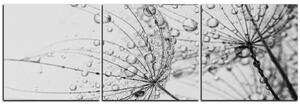 Slika na platnu - Maslačak s vodenim kapima - panorama 5203QB (150x50 cm)