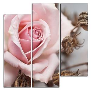 Slika na platnu - Ruža i suhe biljke - kvadrat 3225C (75x75 cm)