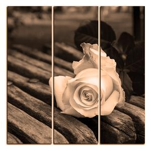 Slika na platnu - Bijela ruža na klupi - kvadrat 3224FB (75x75 cm)