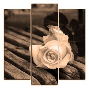 Slika na platnu - Bijela ruža na klupi - kvadrat 3224FC (75x75 cm)