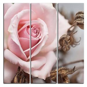 Slika na platnu - Ruža i suhe biljke - kvadrat 3225B (75x75 cm)