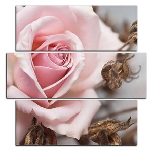 Slika na platnu - Ruža i suhe biljke - kvadrat 3225D (75x75 cm)