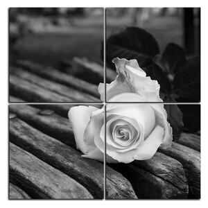 Slika na platnu - Bijela ruža na klupi - kvadrat 3224QE (60x60 cm)